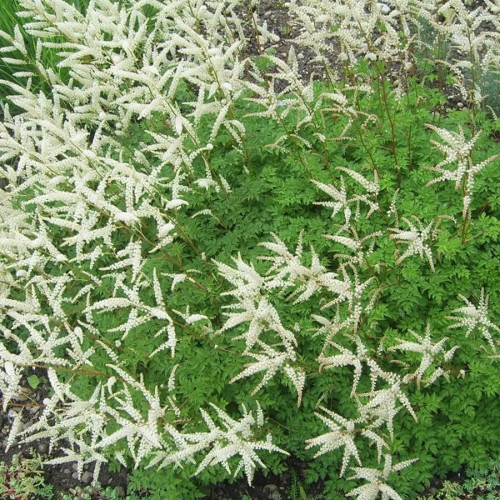 6 x barbe-de-bouc - aruncus aethusifolius - godet 9cm x 9cm