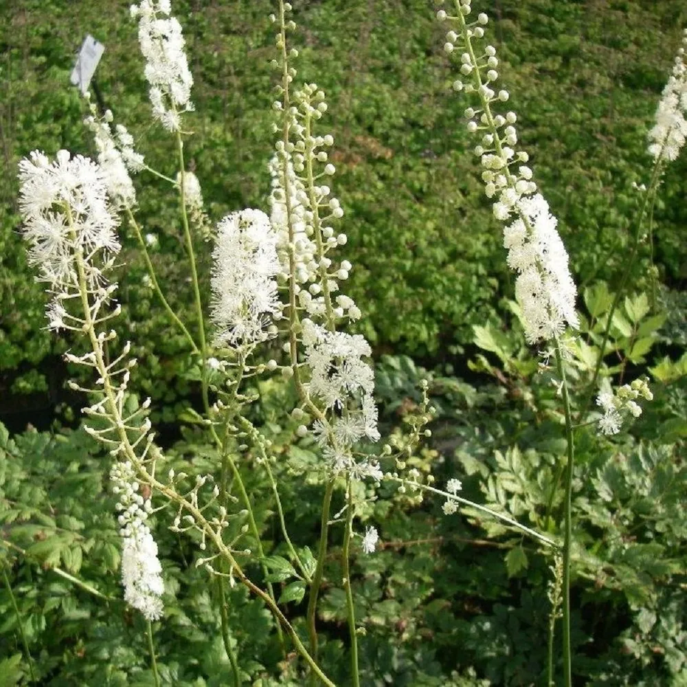 6 x bugbane à feuilles en cœur - actaea racemosa - godet 9cm x 9cm
