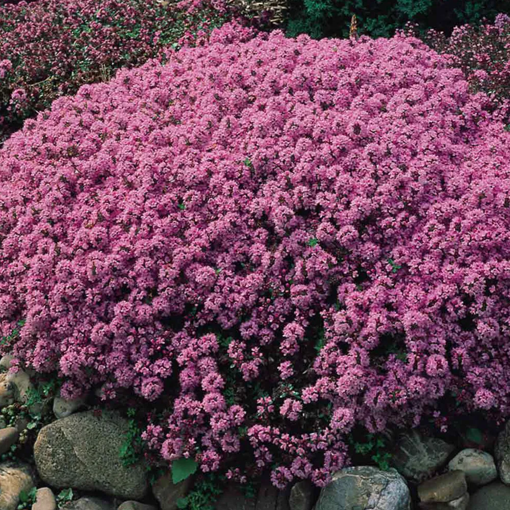 6 x thym serpolet - thymus serpyllum - godet 9cm x 9cm