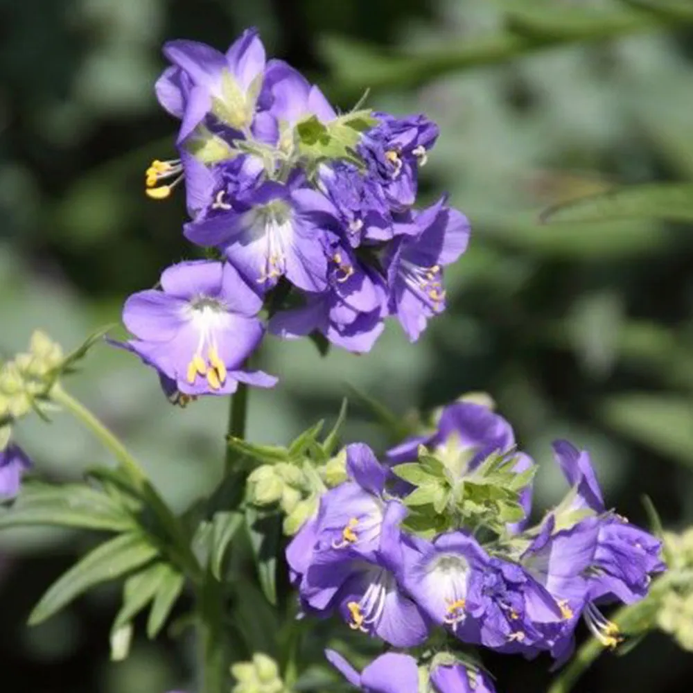 6 x valériane grecque - polemonium caeruleum - godet 9cm x 9cm